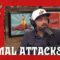 Nateland | Ep #108 – Animal Attacks