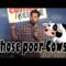 Those Poor Cows (Stand Up Comedy)